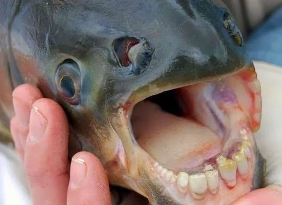 بالصور : احذر هذه السمكة فهي تتغذى على خصية الرجال - شاهد بالصور  Fish10