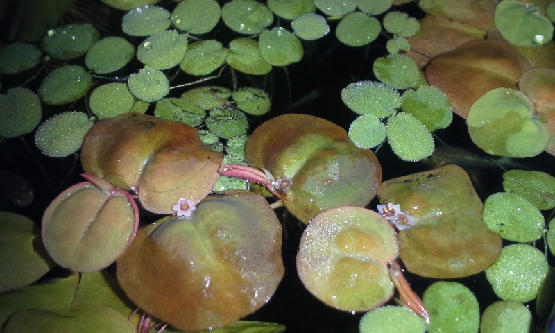 PHYLLANTHUS FLUITANS (Red Root Floater) 20150112