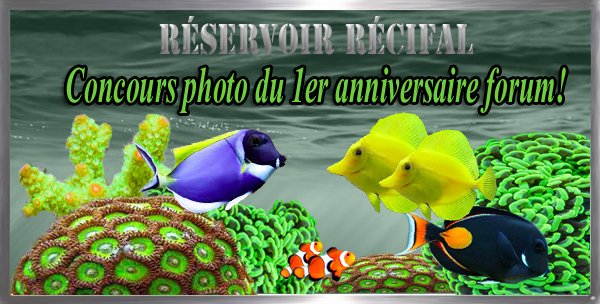Concours photo "1er anniversaire de Réservoir Récifal Annive11