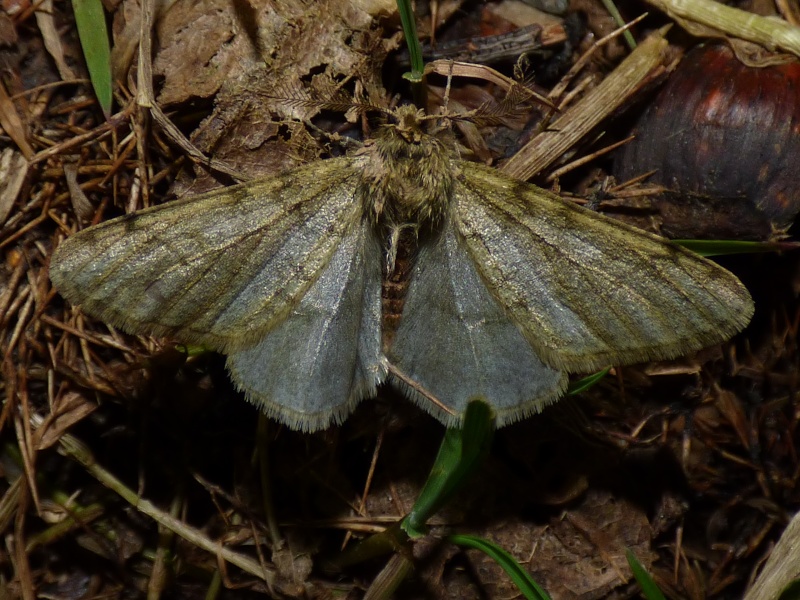 Achlya flavicornis, Alsophila aescularia, Phigalia pilosaria; Agriop10