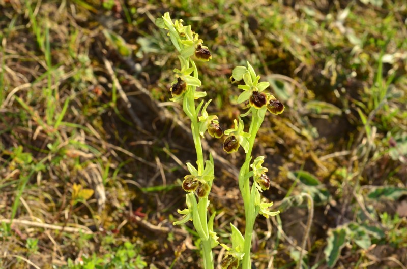 Ophrys litigiosa, pour inaugurer la rubrique Ophrys10