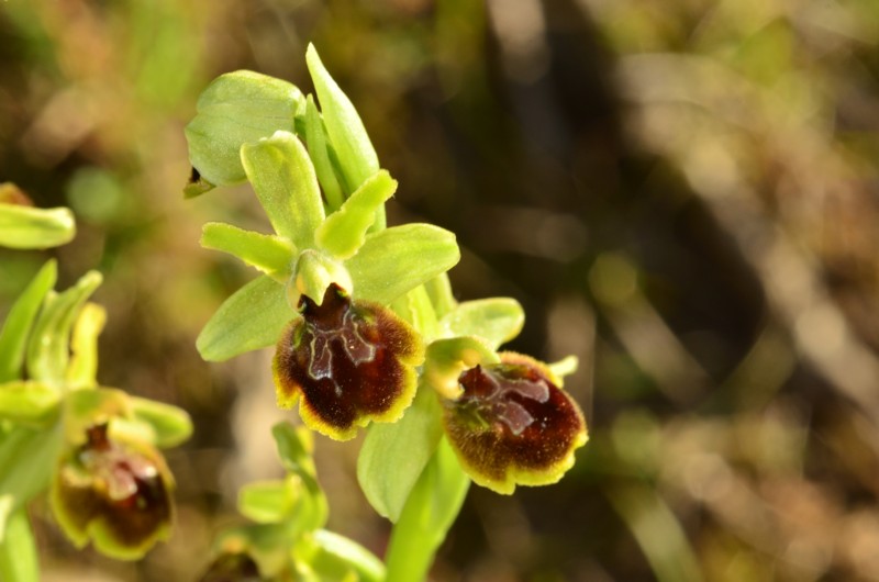 Ophrys litigiosa, pour inaugurer la rubrique Ophrys11