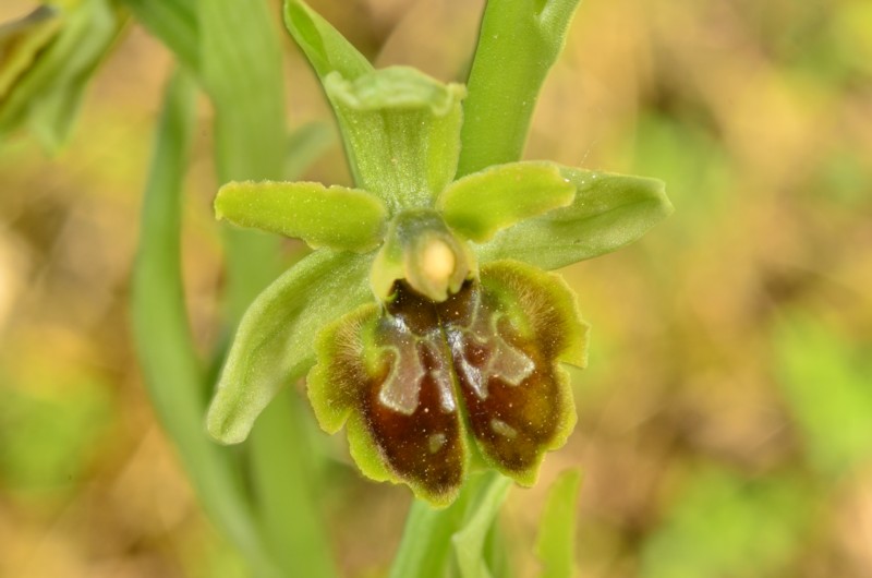 Ophrys litigiosa, pour inaugurer la rubrique Ophrys12