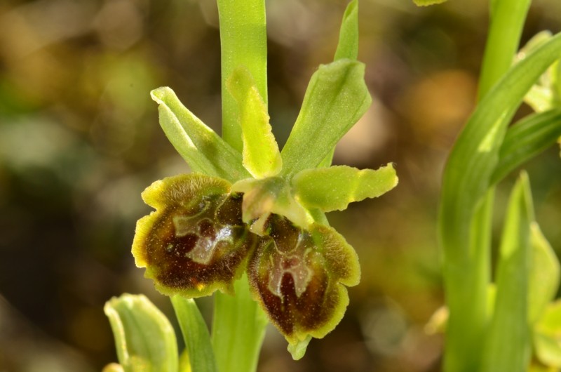 Ophrys litigiosa, pour inaugurer la rubrique Ophrys13
