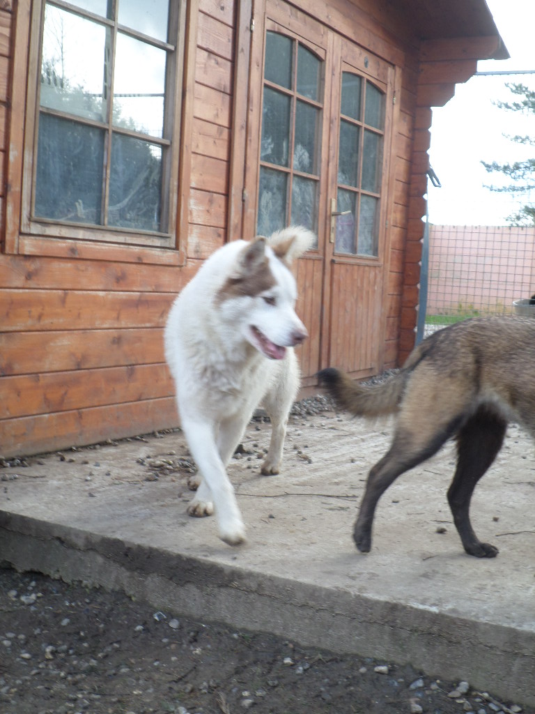 Hulko mâle husky né le 15/09/2012 PART60 Sam_2511