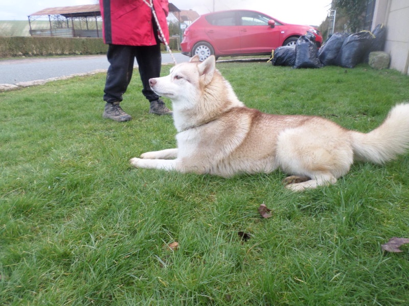 Jecko mâle Husky né le 28/01/2014 ASSO60 Sam_2611