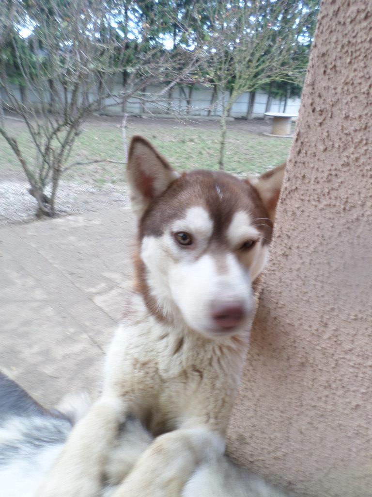 Jaze Husky femelle née le 28/01/2014 PART60 ADOPTEE Sam_2614