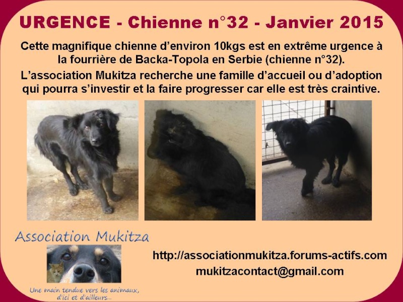 FOURRIERE DE BACKA : NOUS DEVONS SAUVER LES CHIENS! 1 - Page 23 Affich24