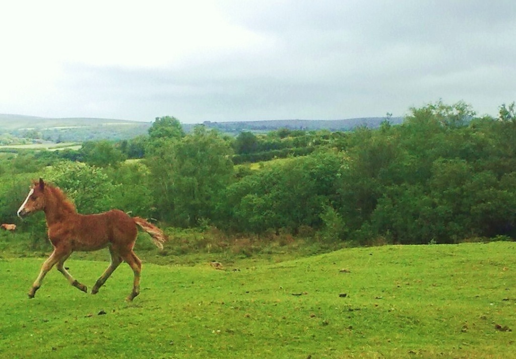 The Dartmoor history and haunting grounds Dartmo10