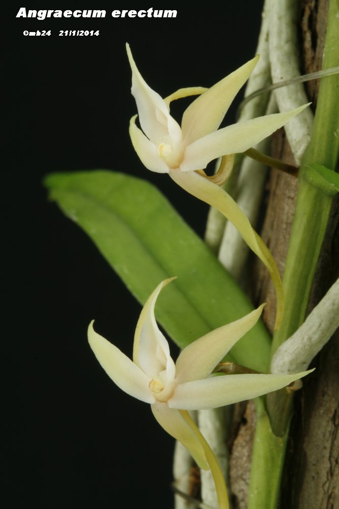 Angraecum erectum Angrae12