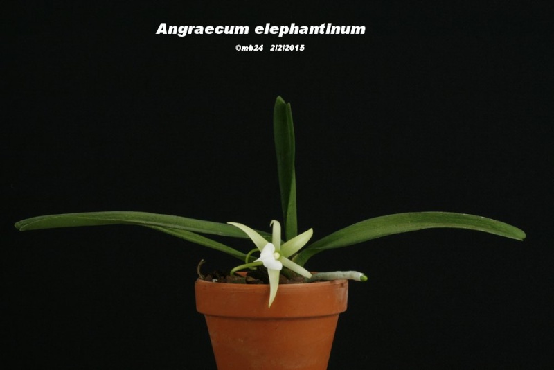 Angraecum elephantinum Angrae13