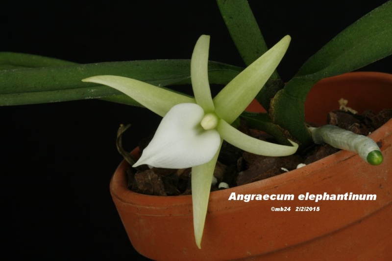 Angraecum elephantinum Angrae14