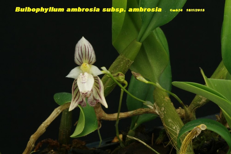 Bulbophyllum ambrosia subsp. ambrosia Bulbop10