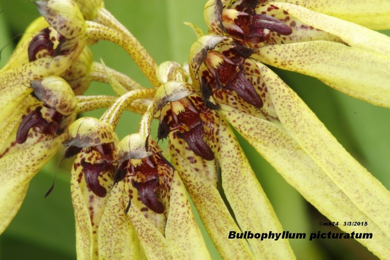 Bulbophyllum picturatum Bulbop14