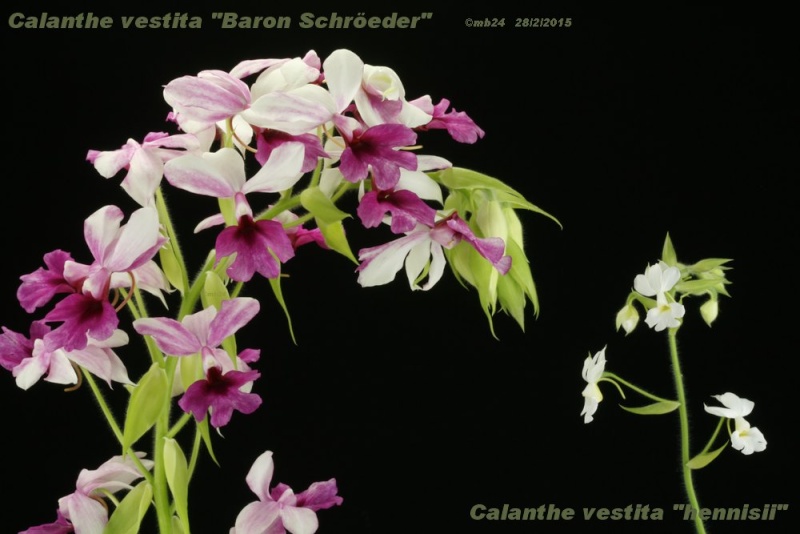 Calanthe vestita Calant20