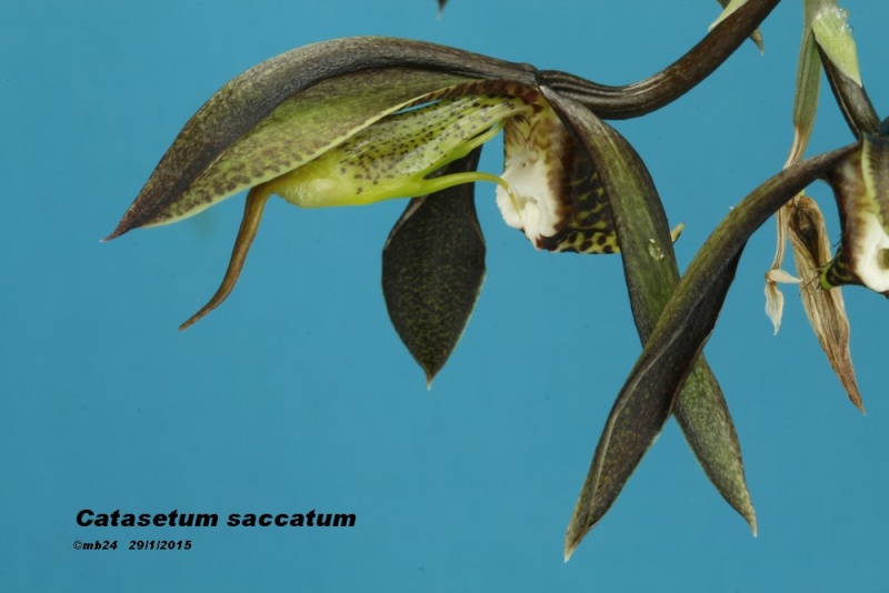 Catasetum saccatum Catase13