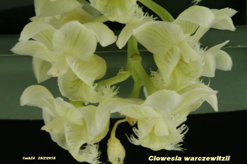 Clowesia warscewiczii Clowes21