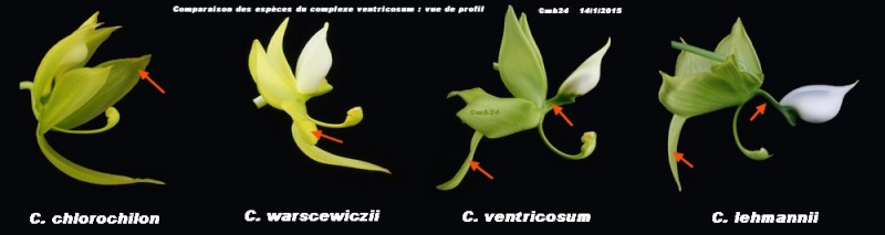 Comparaison des Cycnoches du groupe ventricosum Compar11