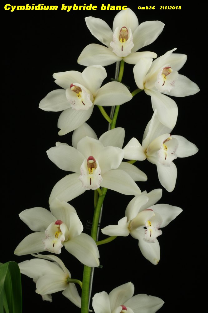 Cymbidium hybride Cymbid10