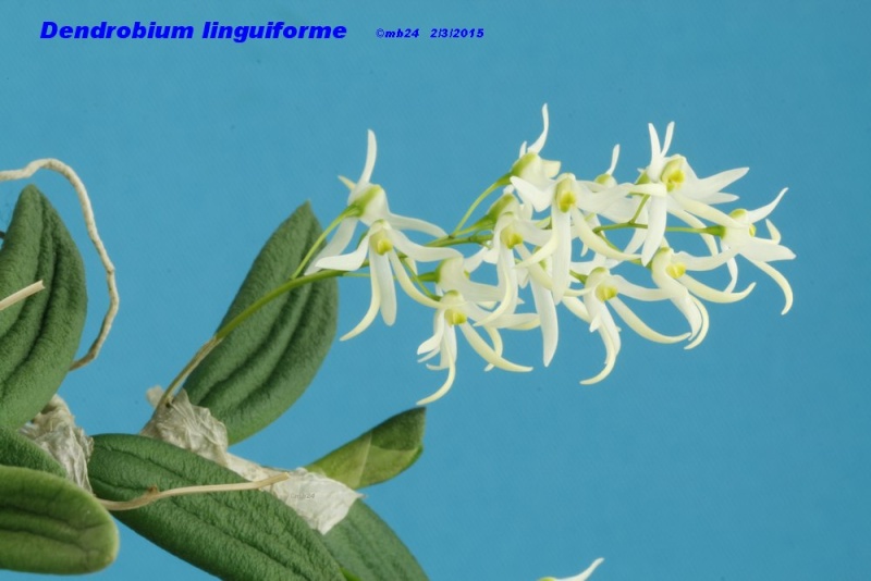 Dendrobium linguiforme Dendro17
