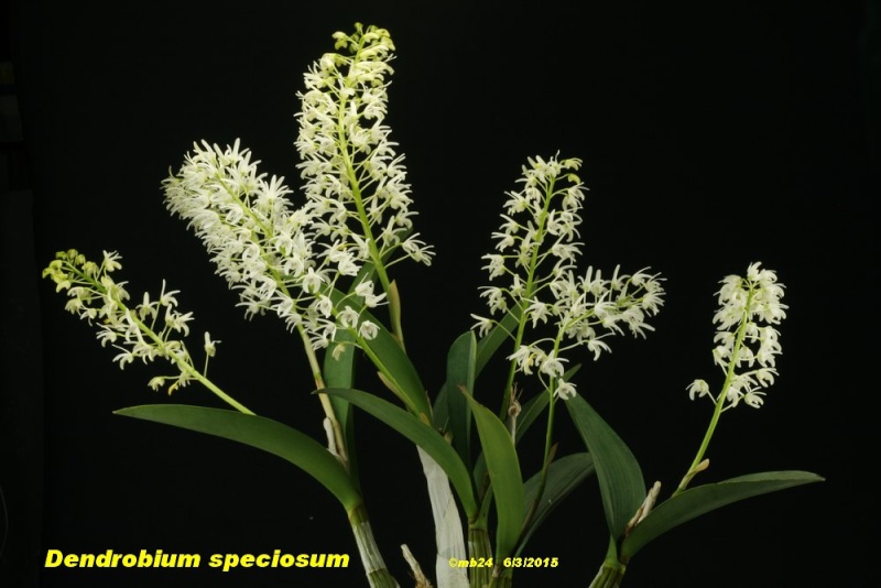 Dendrobium speciosum Dendro18