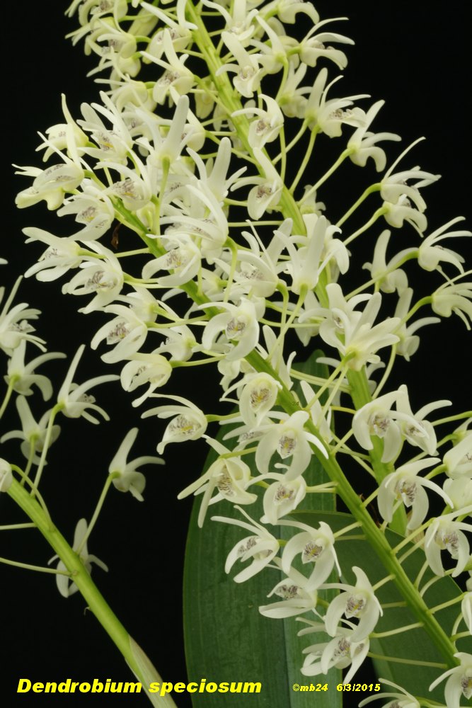 Dendrobium speciosum Dendro19