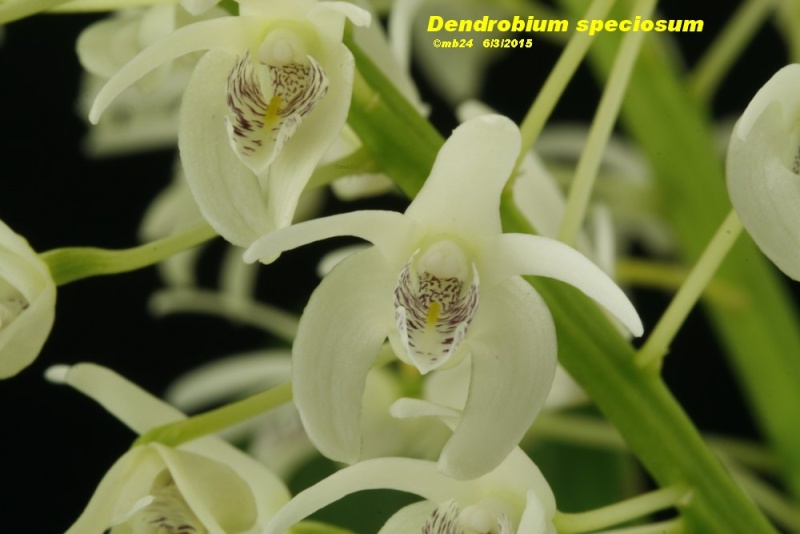 Dendrobium speciosum Dendro20