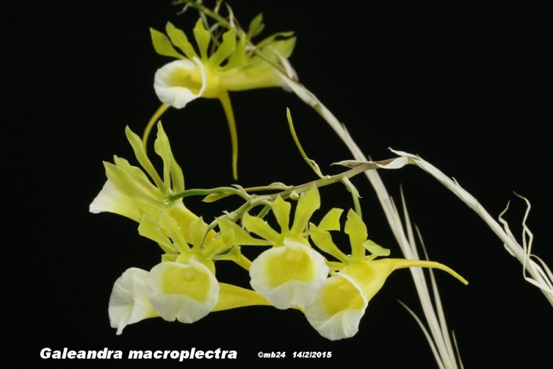 Galeandra macroplectra Galean10