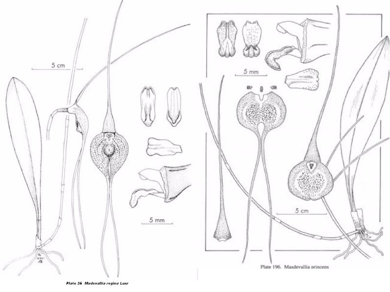 Masdevallia regina Masd_r10