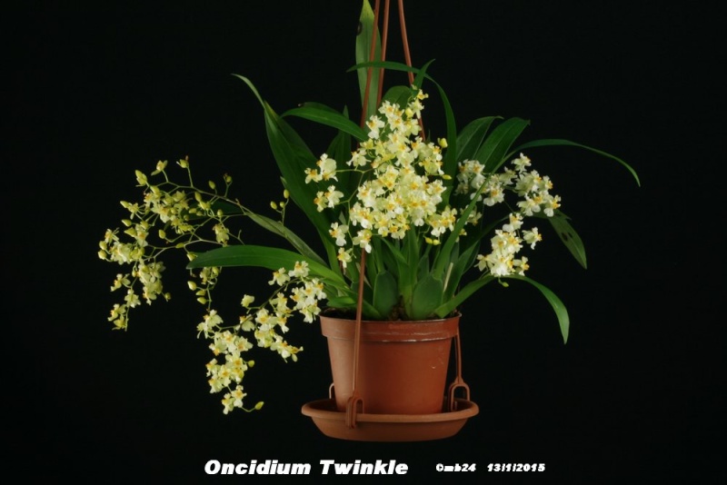 Oncidium Twinkle Oncidi13