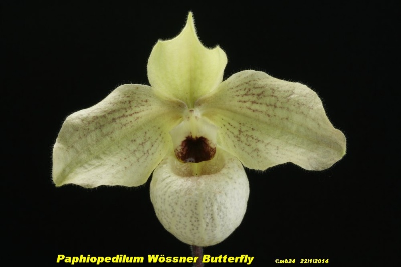 Paphiopedilum Wössner Butterfly (vietnamense x malipoense) Paphio11