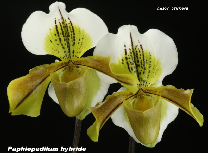 Paphiopedilum hybride complexe Paphio17
