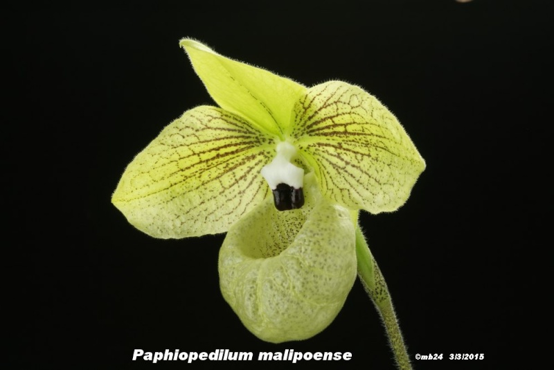 Paphiopedilum malipoense Paphio27