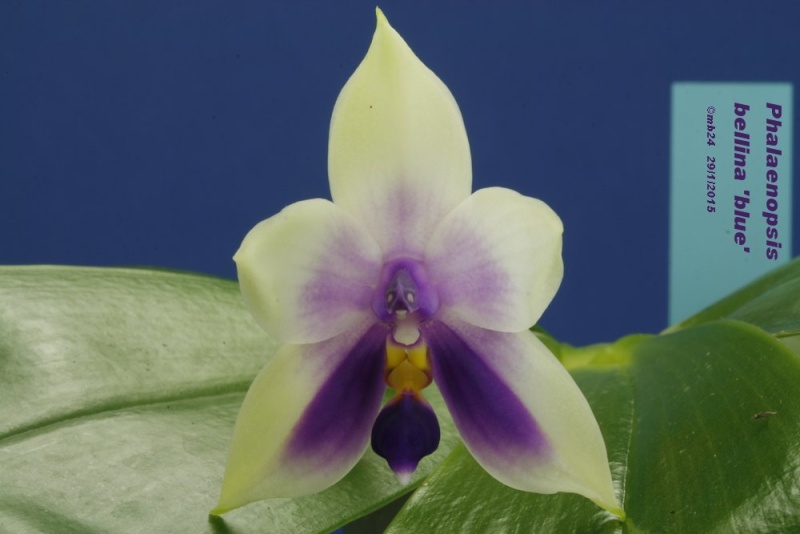 Phalaenopsis bellina f. coerulea Phalae11