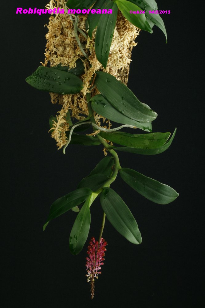 Robiquetia mooreana Robiqu10