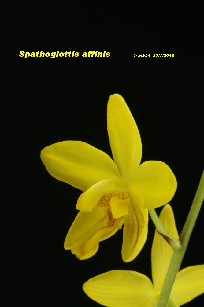 Spathoglottis affinis Spatho12