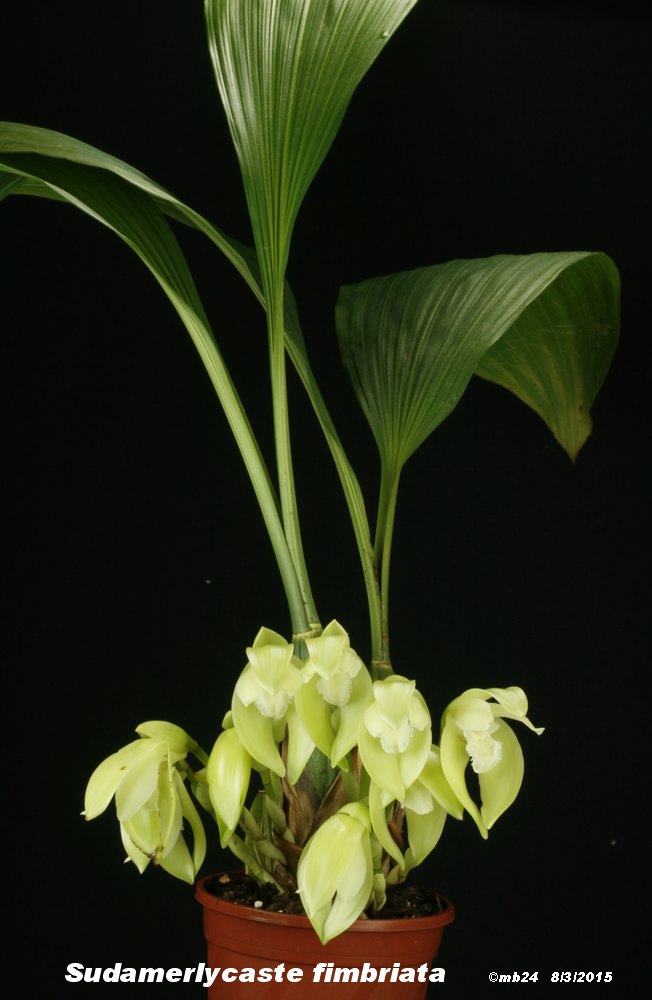 Sudamerlycaste fimbriata Sudame21