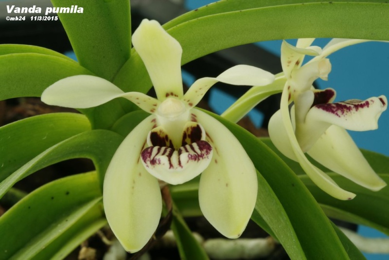 Vanda pumila Vanda_10