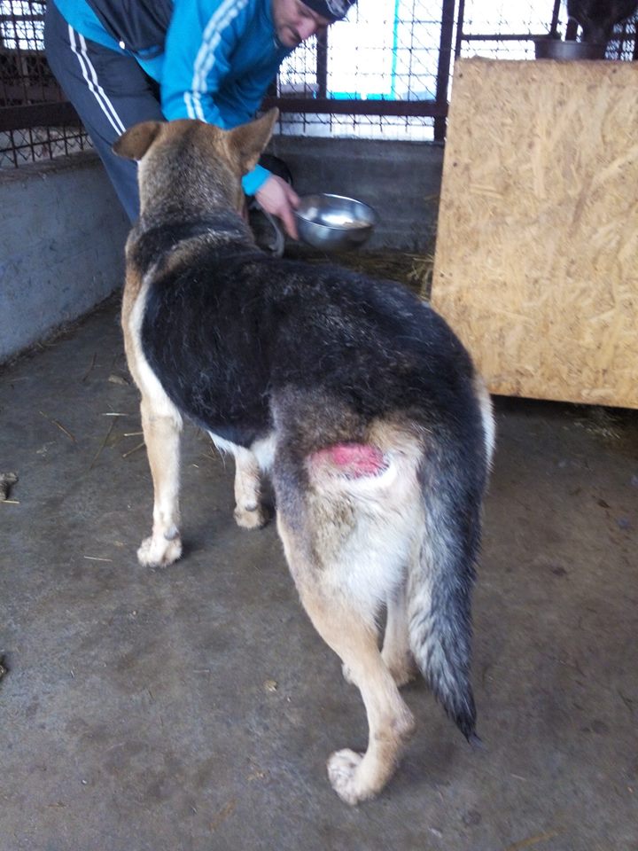 URGENCES CHIENS ET CHATS D ORASTIE - ROUMANIE - Page 21 Blesse10