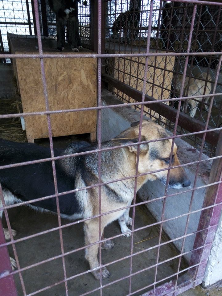 URGENCES CHIENS ET CHATS D ORASTIE - ROUMANIE - Page 21 Blesse11