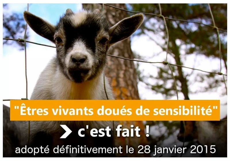 Statut des animaux Fb_img11