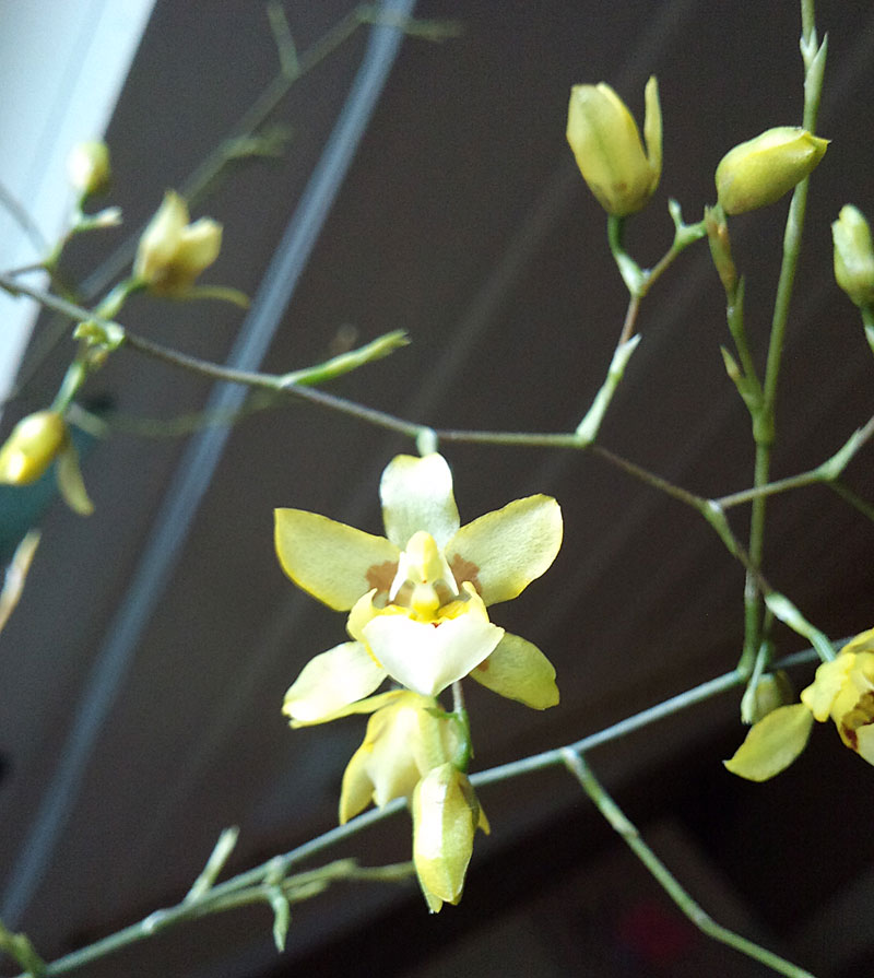 Orchideen-Neuzugang - Seite 2 Oncidi10