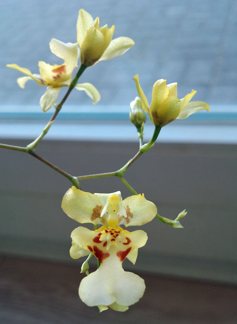 Orchideen-Neuzugang Oncidi12