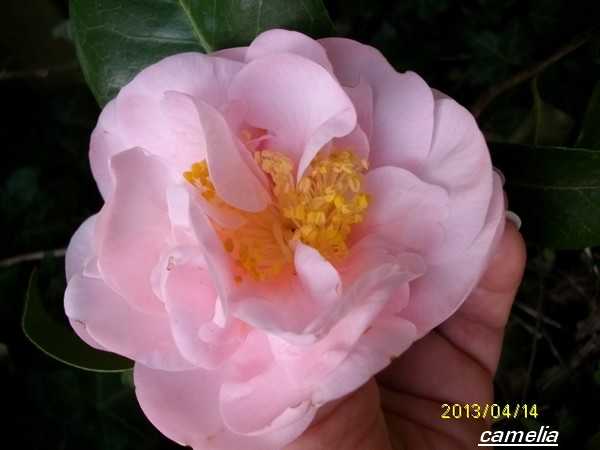 Camellia !!! Avril_10