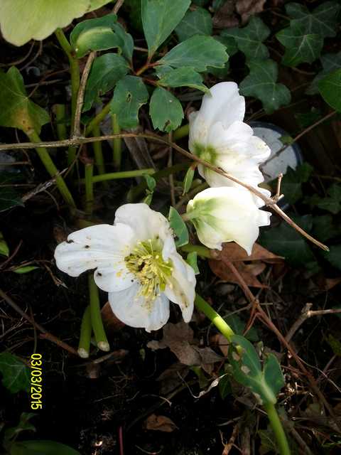 Une petite virée chez les Helleborus !!! Imgp0056