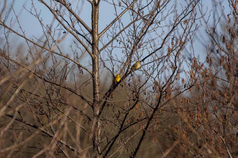 forêt de Nieppe Dimanche Foryt_48