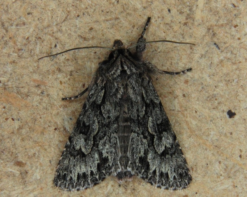 Agriopis - 07/03/15 suite: Agriopis marginaria, Xylocampa areola, Acleris sp, Agonopterix sp E10