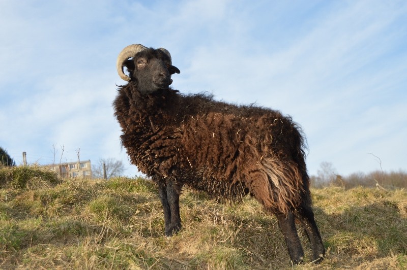 moutons - Mes moutons Dsc_0113