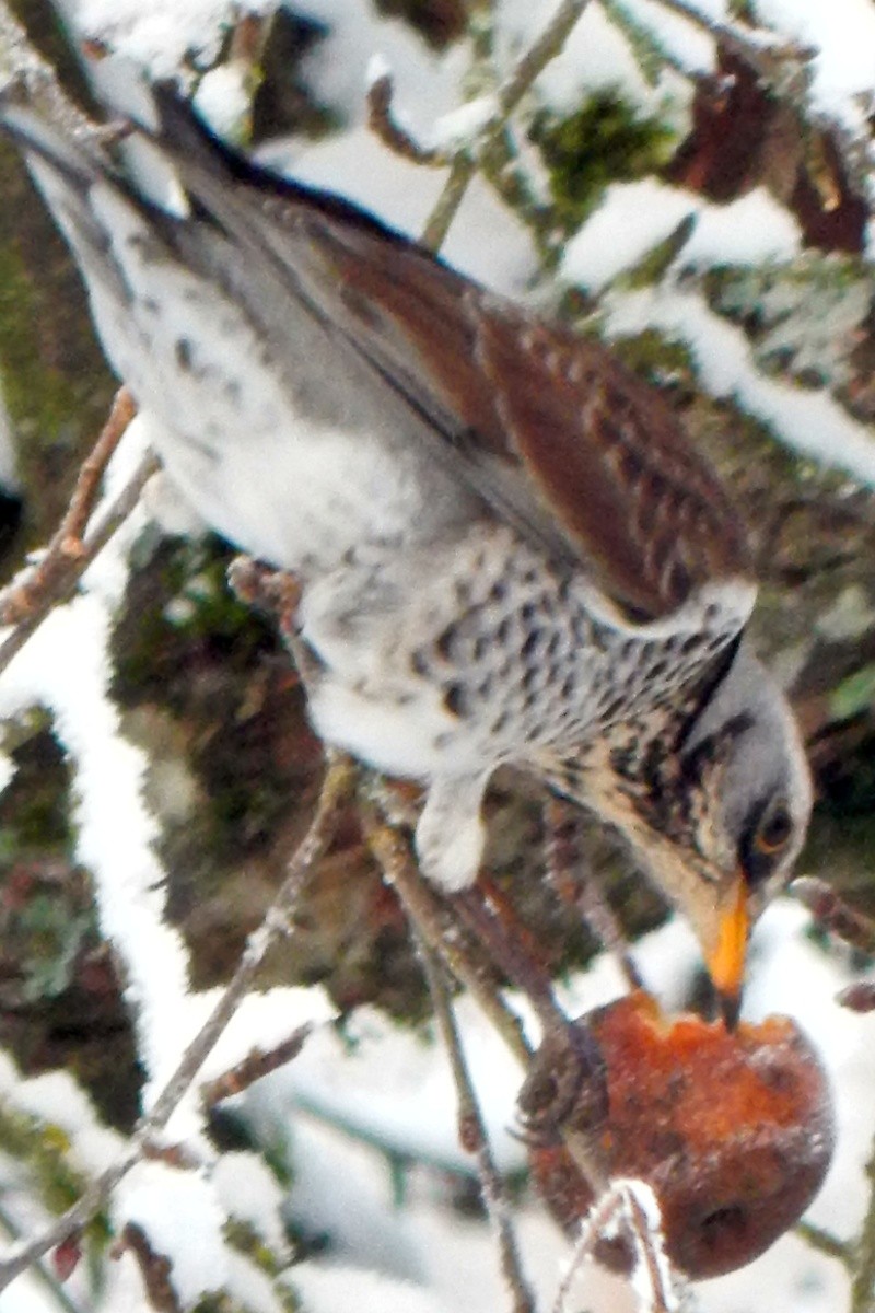 j'suis bonne pomme, j'en laisse aux oiseaux! grive & mésange Dscn0910