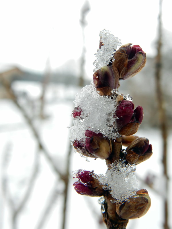 mon joli bois tente de fleurir sous la neige Dscn2713